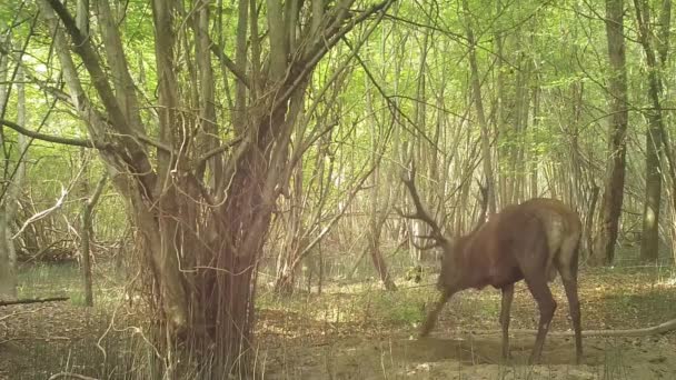 Cervo Macho Limpa Seus Chifres Floresta — Vídeo de Stock