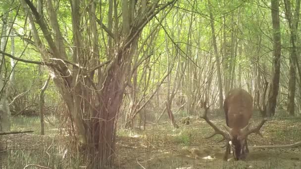 Ciervos Machos Descansan Campo — Vídeos de Stock