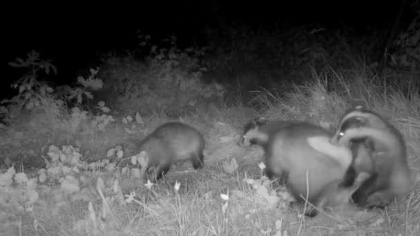 Badgers Clearing Groom Themselves Night — Stock Video