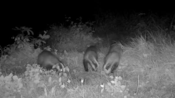 三只獾夜间在乡间觅食 — 图库视频影像