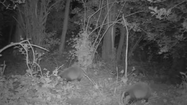 Trójka Młodych Borsuków Bawi Się Lesie Nocy — Wideo stockowe