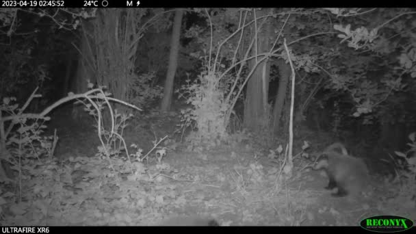 Three Young Badger Babies Play Woods Night — Stock Video
