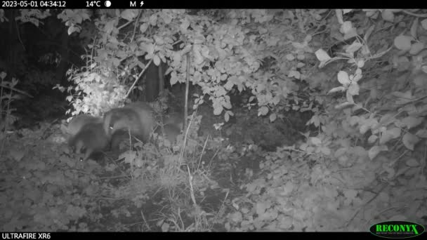 妈妈獾 晚上带着四个小家伙 — 图库视频影像