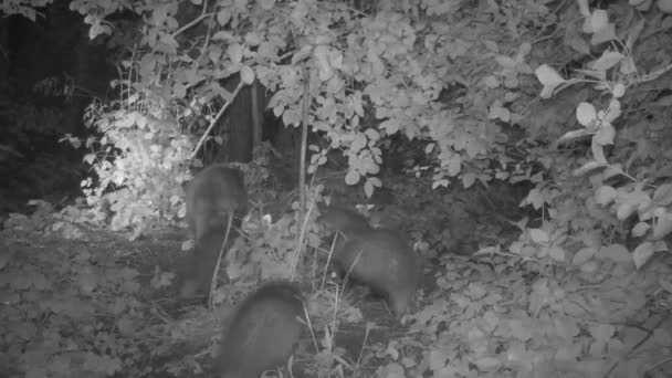 妈妈獾 晚上带着四个小家伙 — 图库视频影像