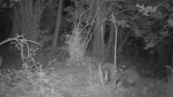 Δύο Μωρά Ασβών Ψάχνουν Για Τροφή Στο Δάσος Νύχτα — Αρχείο Βίντεο