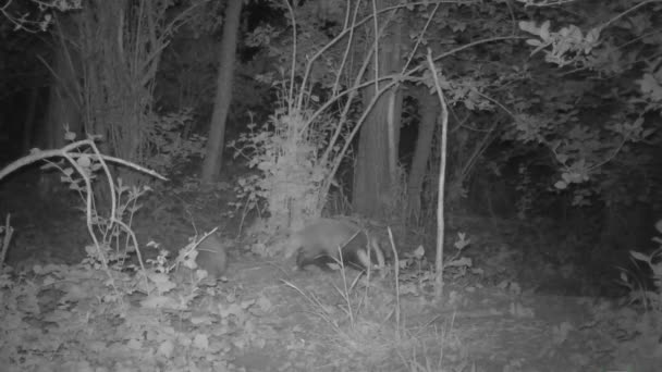 两个獾宝宝晚上在树林里玩耍 — 图库视频影像