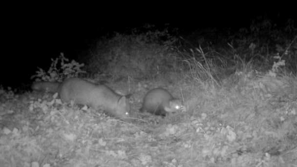 Πέτρα Martens Και Αλεπούδες Τρώνε Νύχτα Στην Ύπαιθρο — Αρχείο Βίντεο