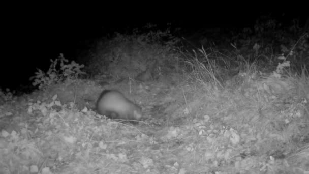Πέτρα Martens Και Αλεπούδες Τρώνε Νύχτα Στην Ύπαιθρο — Αρχείο Βίντεο