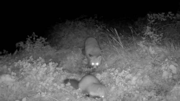 Martens Και Αλεπούδες Τρώνε Νύχτα Στην Ύπαιθρο — Αρχείο Βίντεο