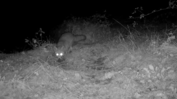 狐狸在夜间的草坪上觅食 — 图库视频影像