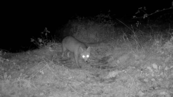 Лисиця Вночі Шукає Їжу Газоні — стокове відео