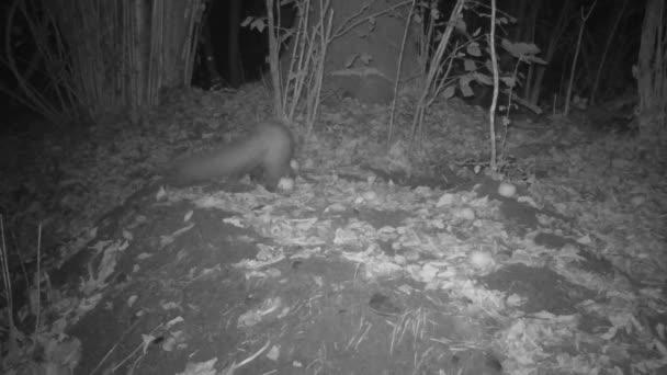 夜间在树林里寻找苹果和食物 — 图库视频影像