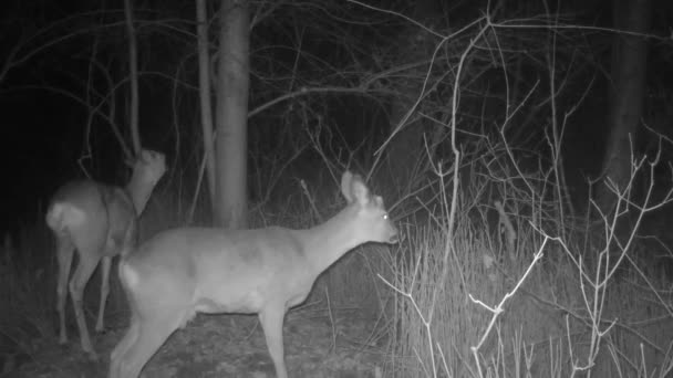 Two Deer Walking Woods Night — Stock Video