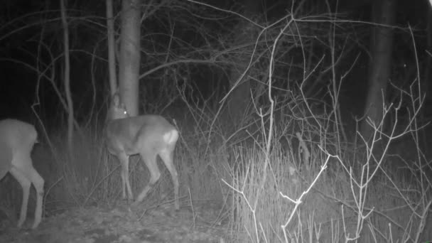 Dos Ciervos Caminando Bosque Por Noche — Vídeos de Stock