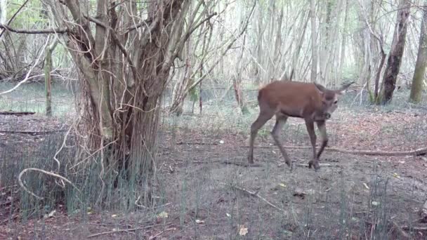 日中の森で二人の鹿 母とキューブ — ストック動画