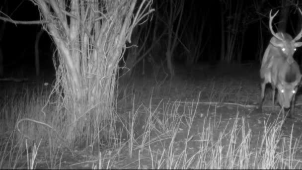 九月份在树林里交配的鹿群 — 图库视频影像