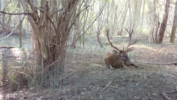 Ciervos Con Cornamenta Bosque Durante Día — Vídeos de Stock