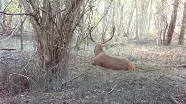 秋天的白天 鹿群带着鹿角坐在森林里 — 图库视频影像