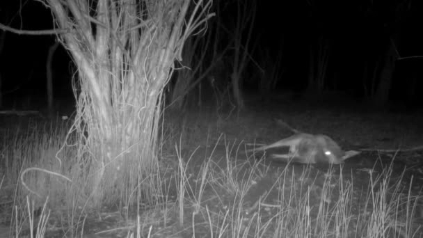 鹿之夜在树林里打滚 — 图库视频影像