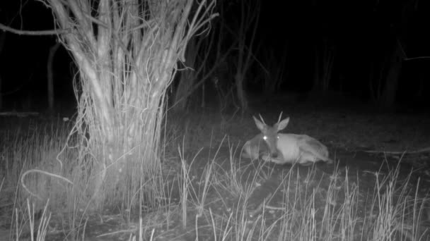 Dişi Geyik Geceleri Kırsalda Uyuyor — Stok video