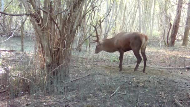 Ciervos Con Cornamenta Sienta Bosque Durante Día Otoño — Vídeo de stock