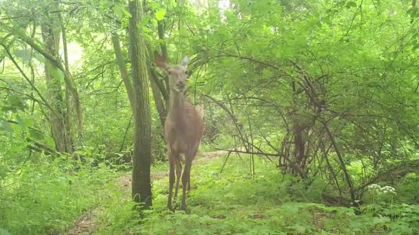Biche Pendant Journée Dans Les Bois Observant Mangeant Des Feuilles — Video