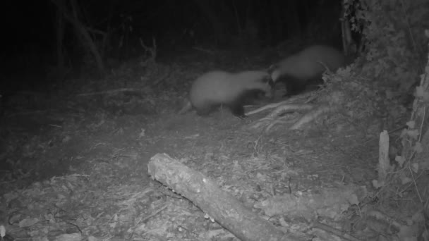 Deux Blaireaux Battent Dans Les Bois Nuit — Video