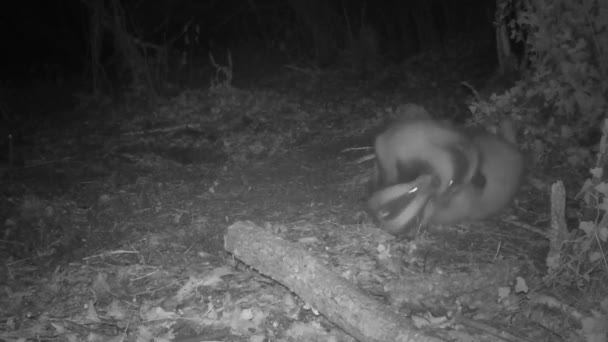 两个獾晚上在树林里打斗 — 图库视频影像