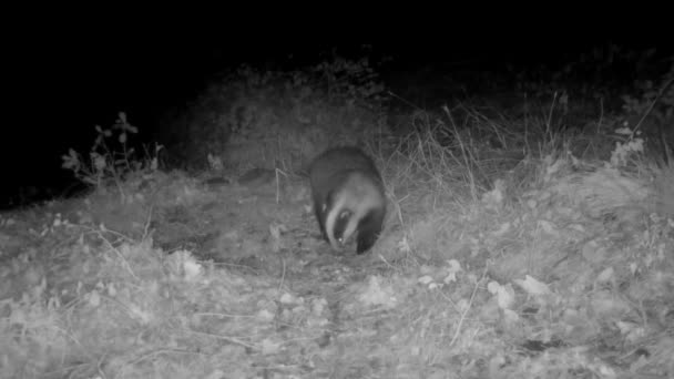 Badger Walks Meadow Night — Stock Video