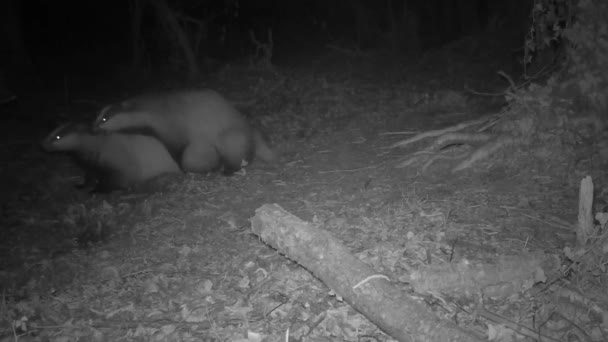 夜间在森林里交配的獾 — 图库视频影像