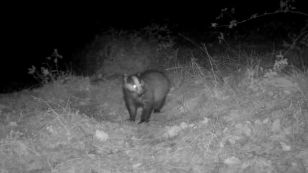夜间在农村观望的獾 — 图库视频影像