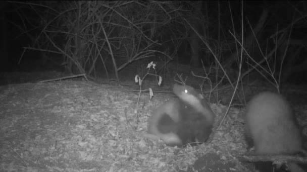 夜晚的树林里有两只獾 — 图库视频影像