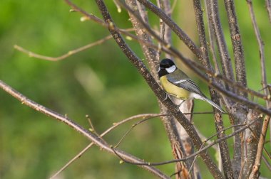 great tit on tree branch in spring