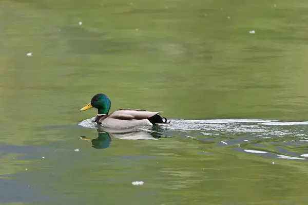 Mężczyzna Mallard Pływanie Rzece — Zdjęcie stockowe