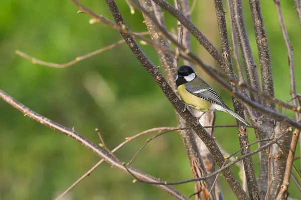 Great Tit Tree Branch Spring — Photo