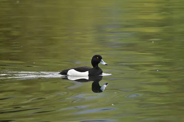 Erkek Ördek Nehirde Yüzüyor — Stok fotoğraf