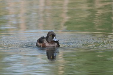 Nehrin kıyısında durup gözlemleyen ördek.