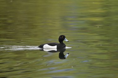 tufted duck swims on the river  clipart