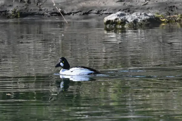 コモン ゴールデンアイ アヒルが春の移住中に川を泳いでいる — ストック写真