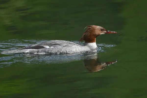 雌鸭在河上游泳 — 图库照片
