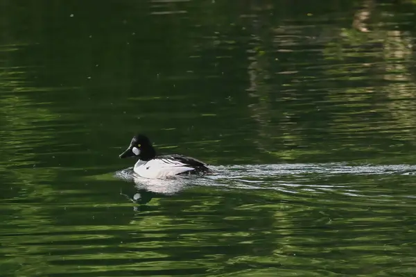 春天迁移的时候 普通的金眼鸭在河里游泳 — 图库照片