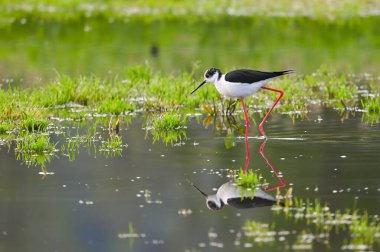 Siyah kanatlı kıyı kuşu su birikintilerinde yiyecek arıyor.