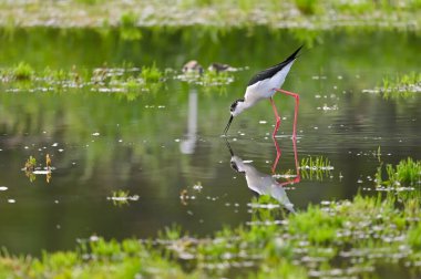 Black-winged stilt shorebird searches for food in puddles clipart