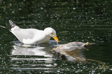Martı, göle düşen avını yer.