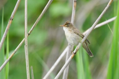 Reed Warbler Mayıs 'ta sazlıklarda şarkı söyler.
