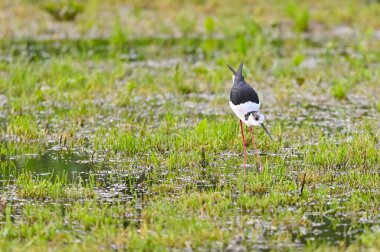 Black-winged stilt shorebird searches for food in puddles clipart