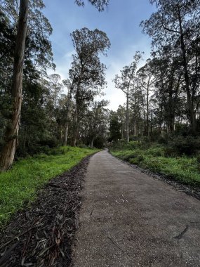 Yeşillik ve ağaçlarla çevrili bir ormanın ortasındaki patikanın dikey görüntüsü.