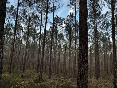 Gündüz vakti bir çam ormanının güzel bir görüntüsü.