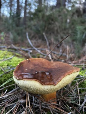 Ormandaki bir mantarı kapat.