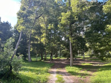 Ağaçların arasından yol